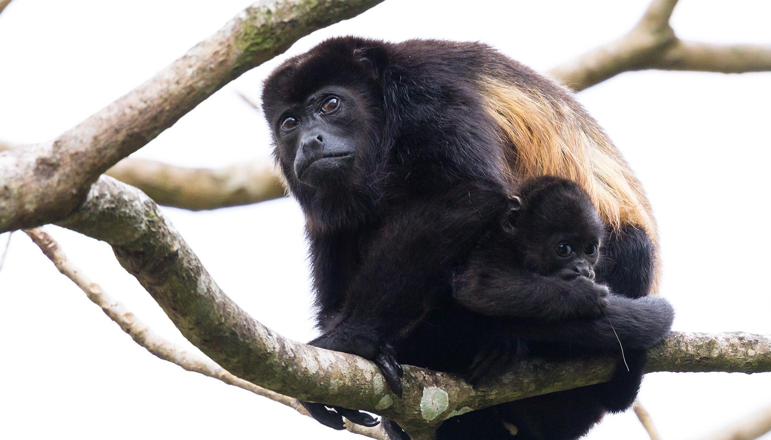 吼猴带着小孩爬树